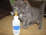 how to feed a baby kitten with a bottle